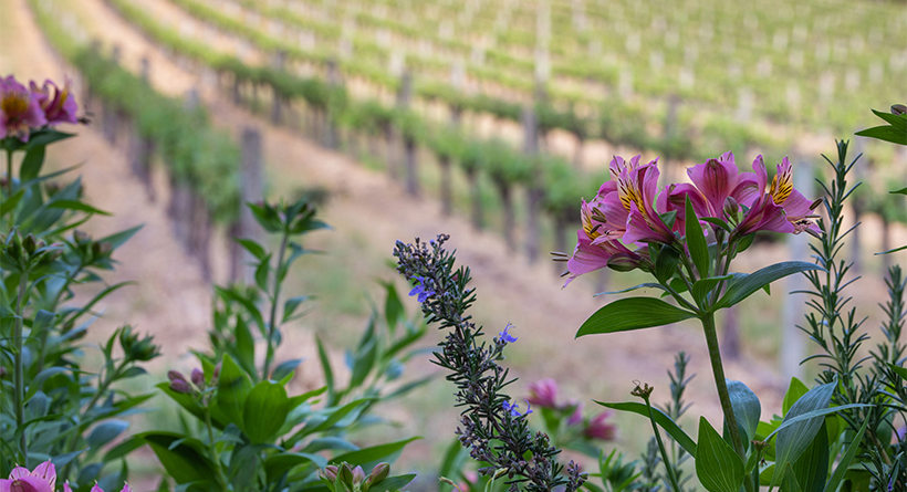 Wines by Geoff Hardy Vineyard